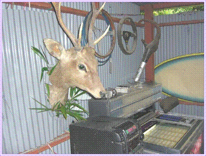 sika